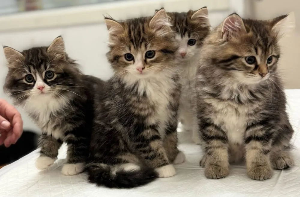 Gatti Siberiani Cattery - Forlì-Cesena pet otel