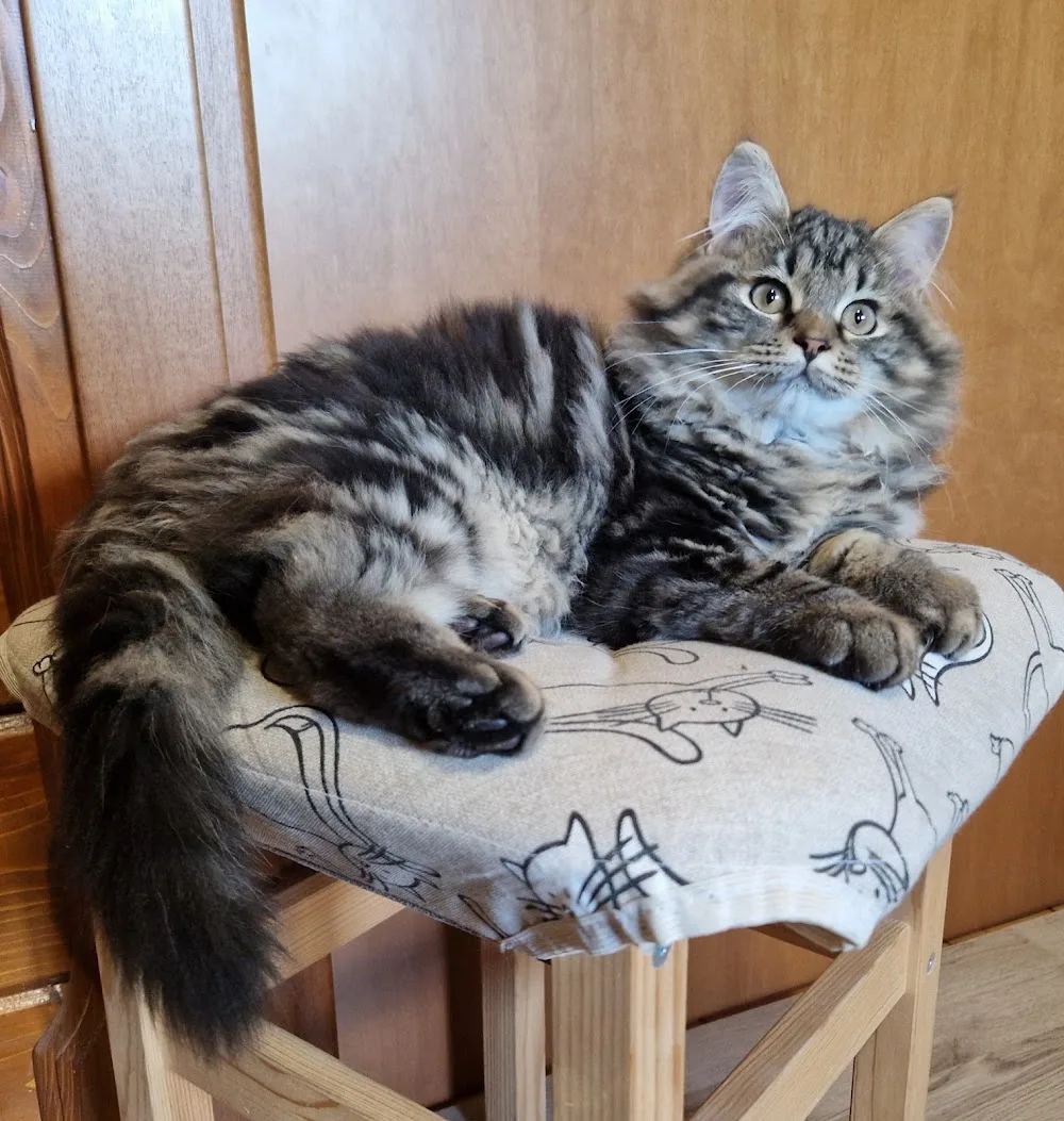 Gatti Siberiani Cattery - Forlì-Cesena pet otel görseli 3