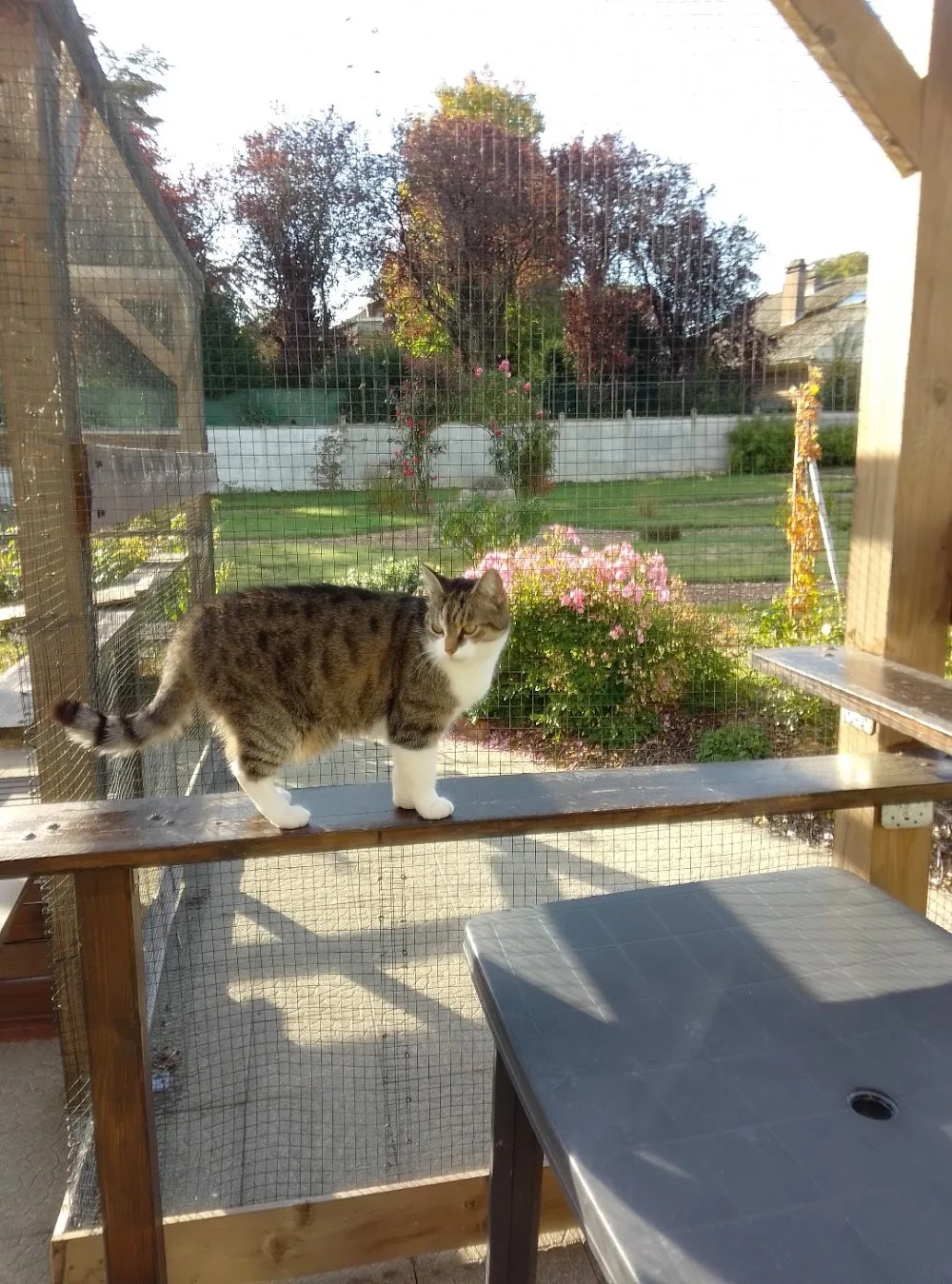 Au Chat Mignon - Nord pet otel görseli 3