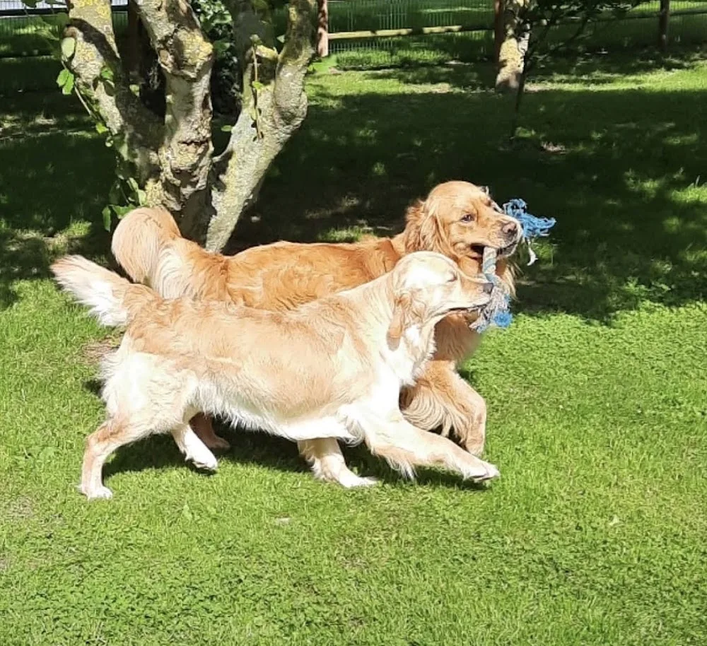 Elevage et auberge canine des terres de lin - Nord pet otel