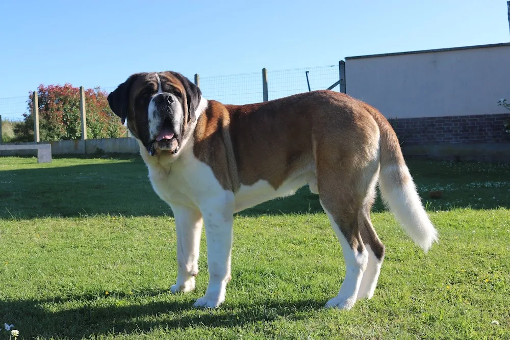 Les Saint-Bernard du Bois du Marais : Élevages de saint-bernard et Pension canine dans le Pas-de-Calais Nord France - Nord pet otel görseli 2