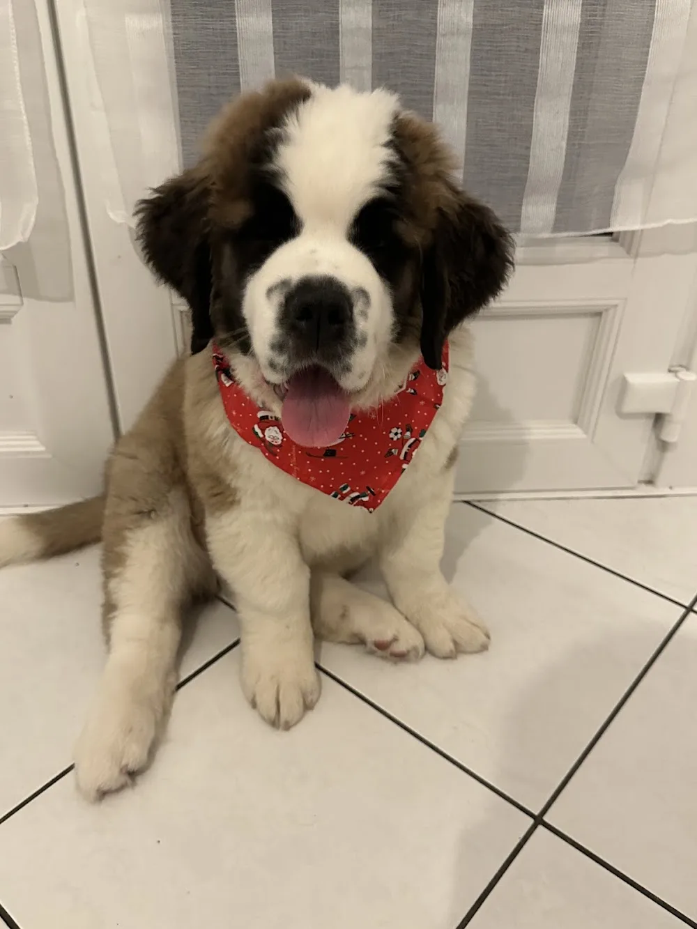 Les Saint-Bernard du Bois du Marais : Élevages de saint-bernard et Pension canine dans le Pas-de-Calais Nord France - Nord pet otel görseli 3