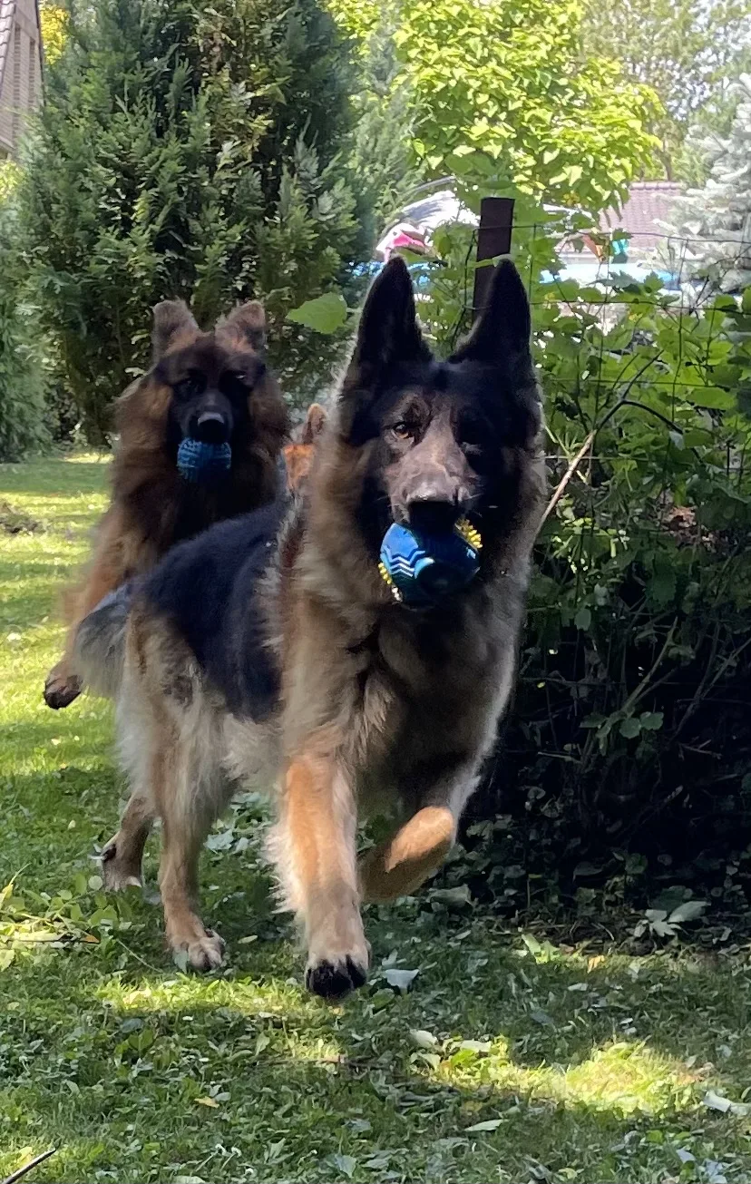 Pension Canine Paradisdog - Nord pet otel görseli 3