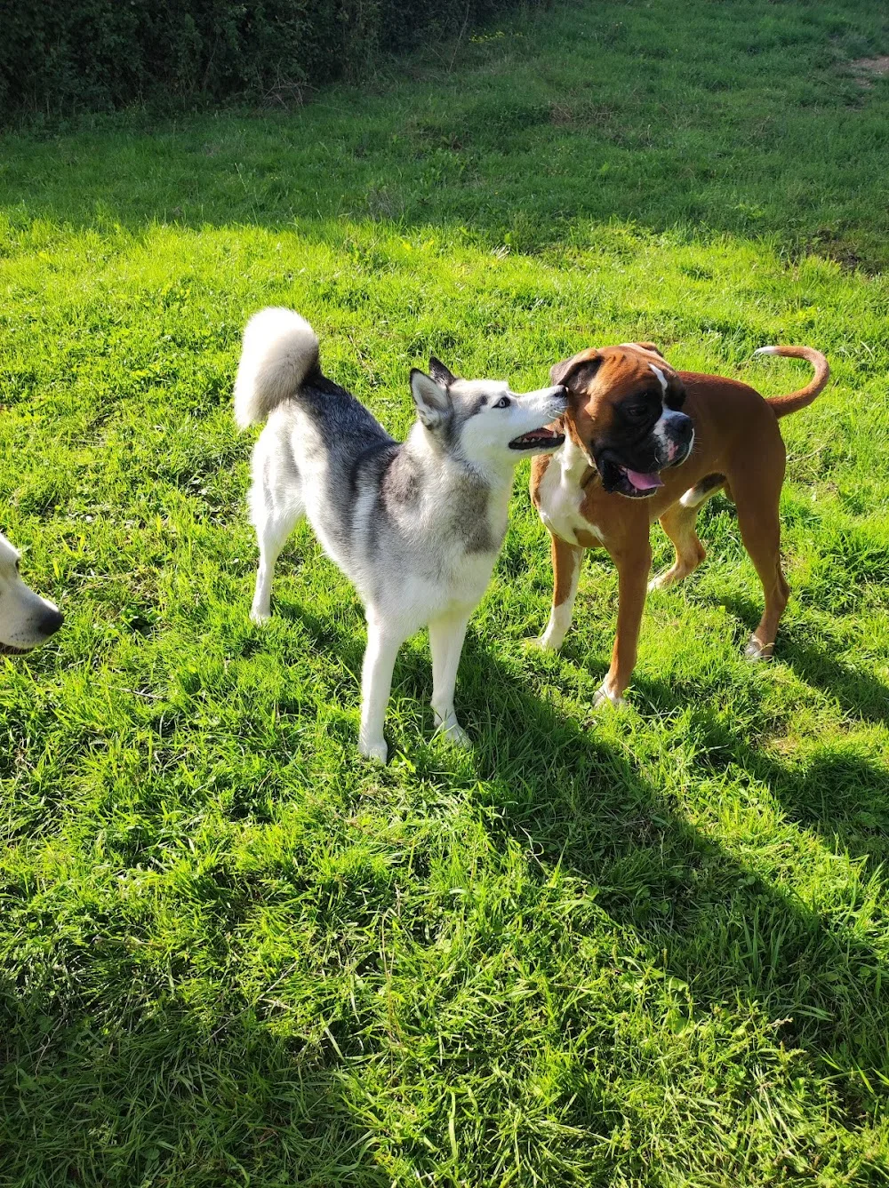 Pension canine/féline La maison de vacances des 4 pattes - Nord pet otel görseli 3