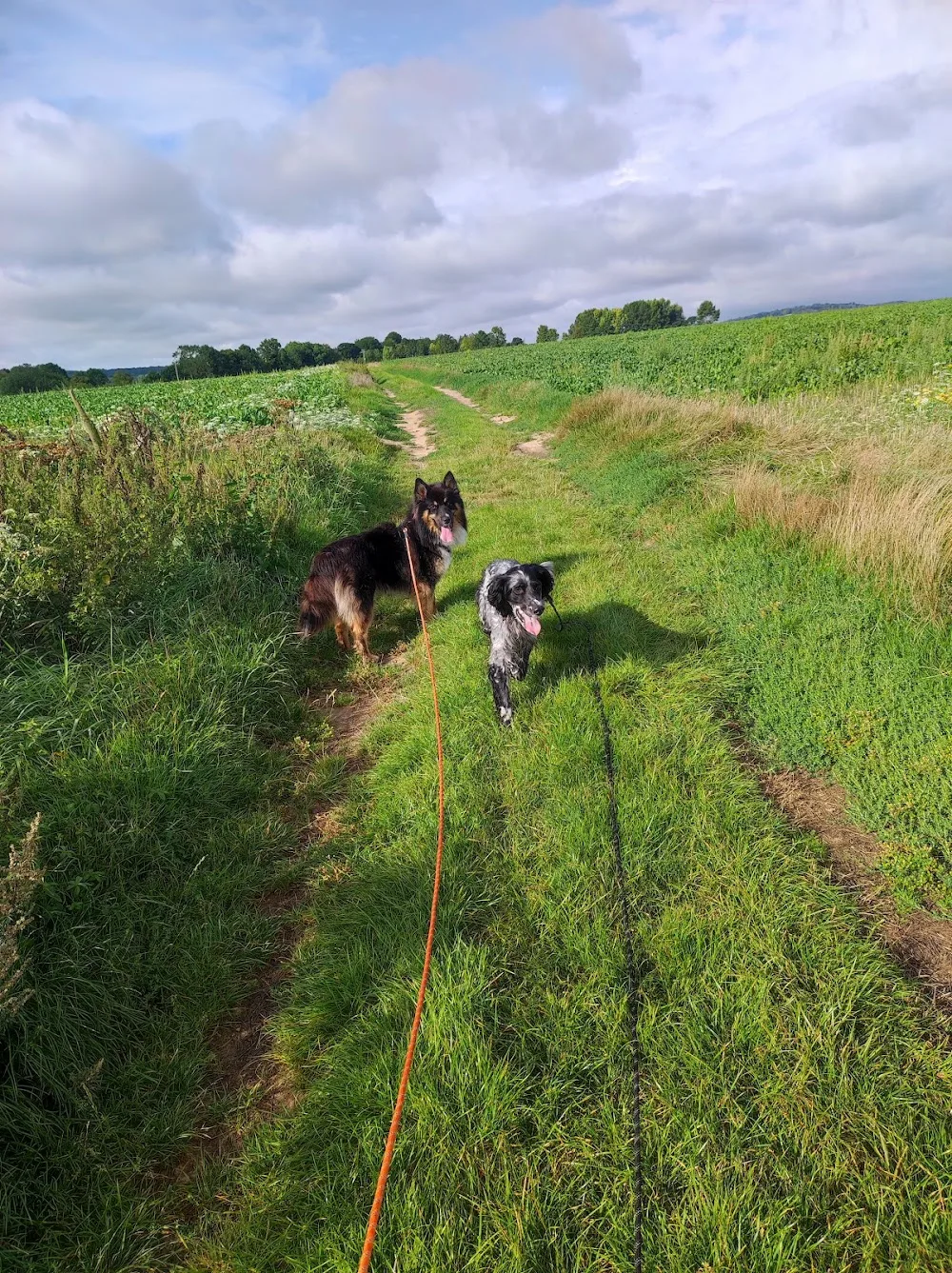 Pension canine/féline La maison de vacances des 4 pattes - Nord pet otel görseli 6