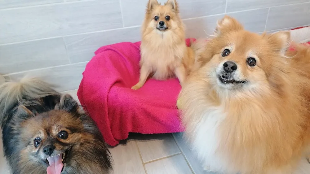 Angie et la Compagnie - France pet otel