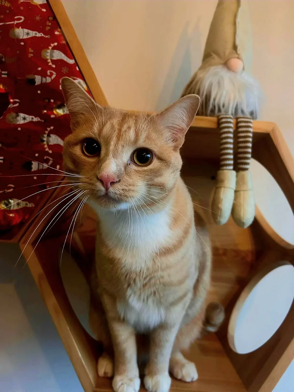 Domaine d'Aéris - Hôtel / Pension pour chats près de Clermont Ferrand dans le Puy de Dôme - France pet otel