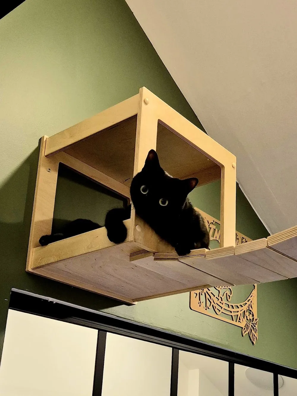 Domaine d'Aéris - Hôtel / Pension pour chats près de Clermont Ferrand dans le Puy de Dôme - France pet otel görseli 7