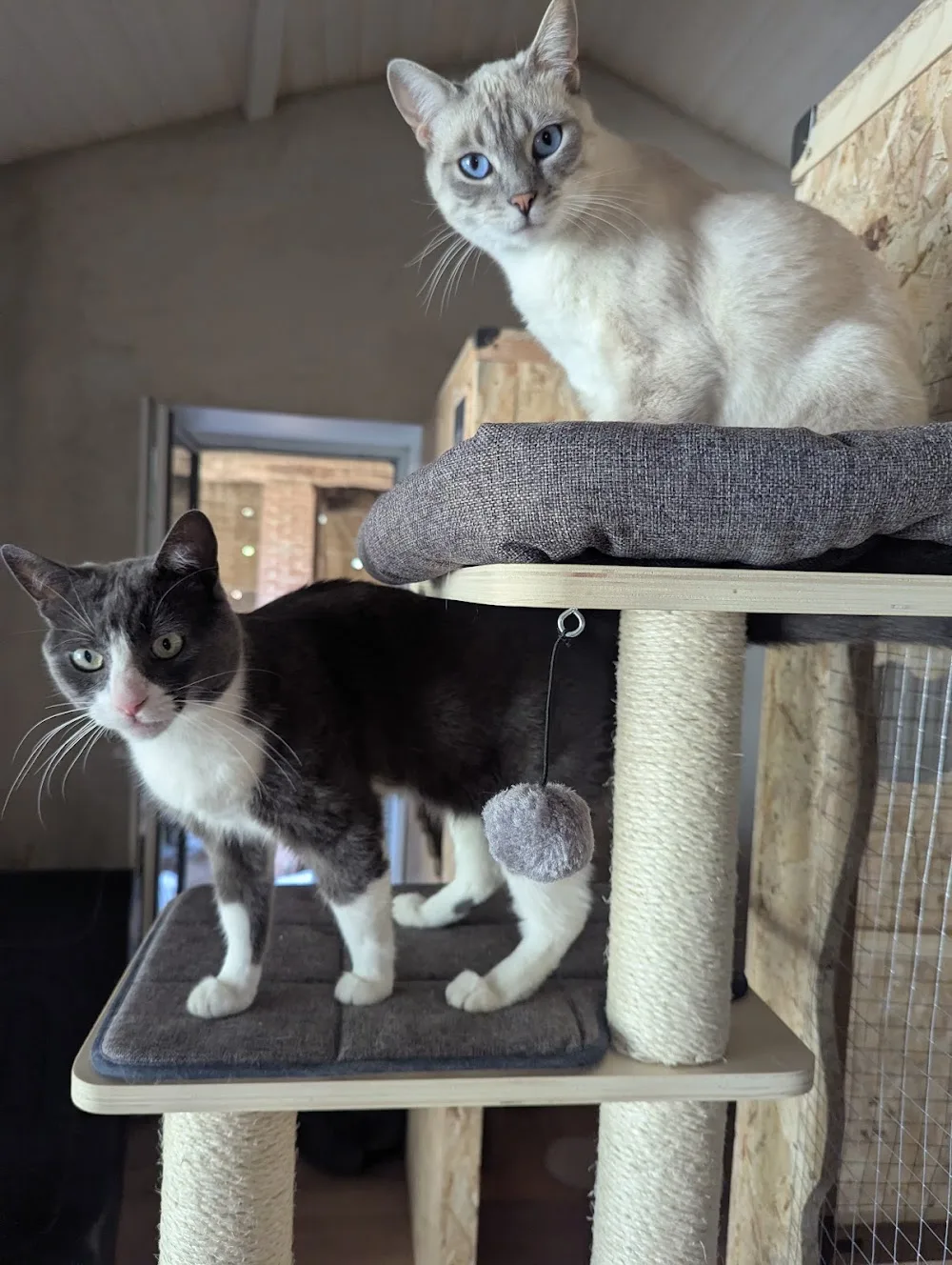 Domaine des félins - Pension féline & visite à domicile (chats) - France pet otel görseli 6