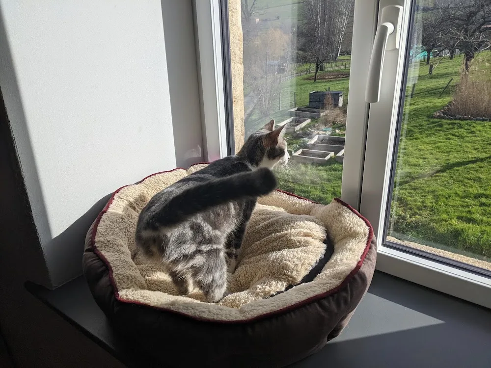 Domaine des félins - Pension féline & visite à domicile (chats) - France pet otel görseli 7