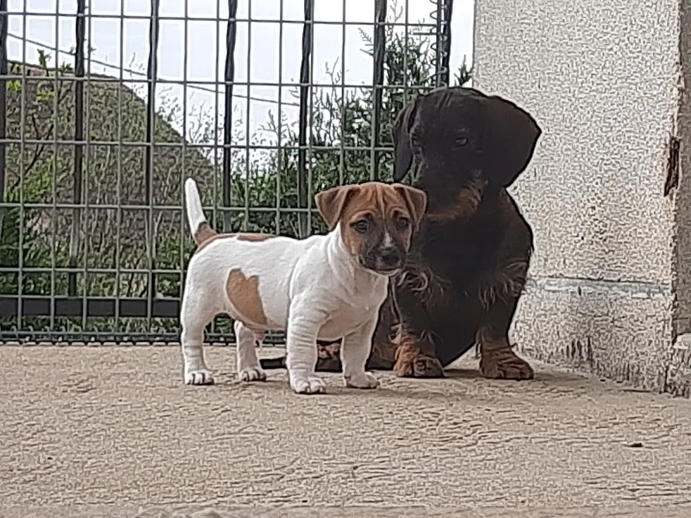Élevage Chiots Beagles, Jack Russell, Black and Tan Coonhound, Teckels, LOF. Pension Canine du Domaine des Pattes Dorées - France pet otel görseli 3
