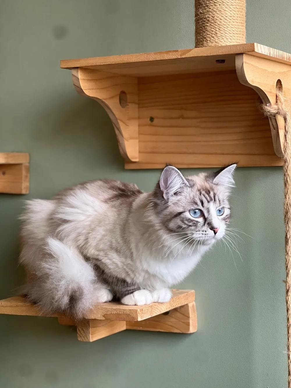 Fluffy Cat Hotel - France pet otel görseli 6