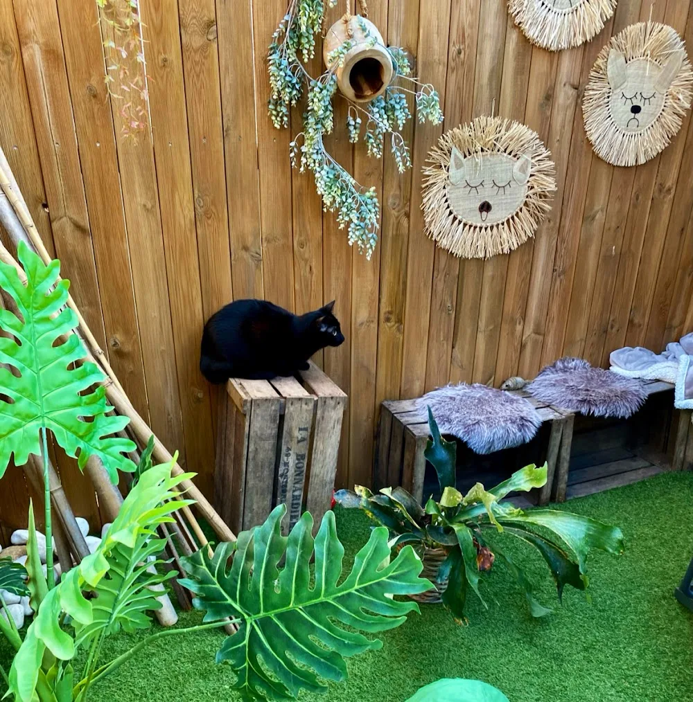 Hotel-Cats.Com pension pour chat - France pet otel görseli 2