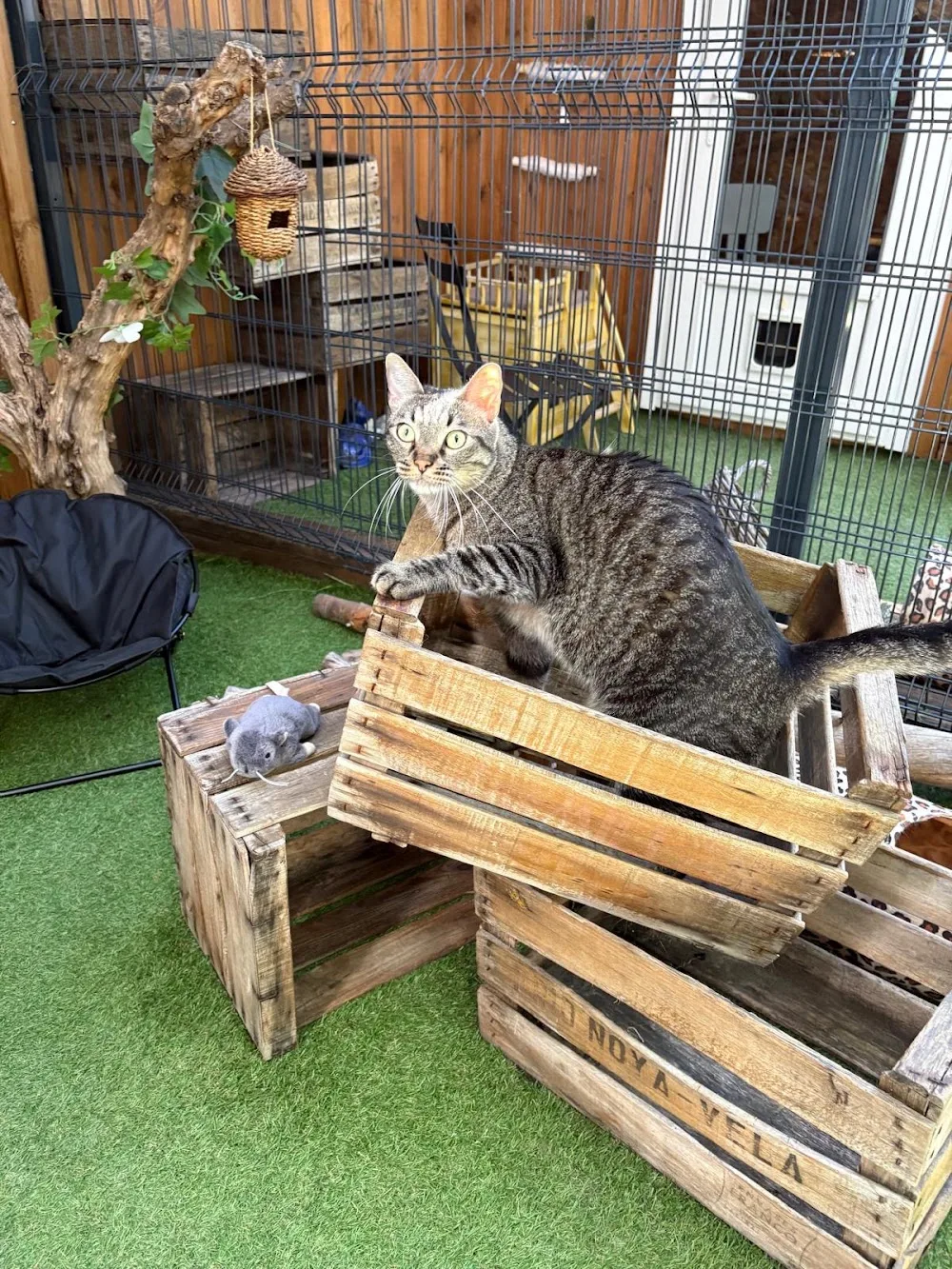 Hotel-Cats.Com pension pour chat - France pet otel görseli 3