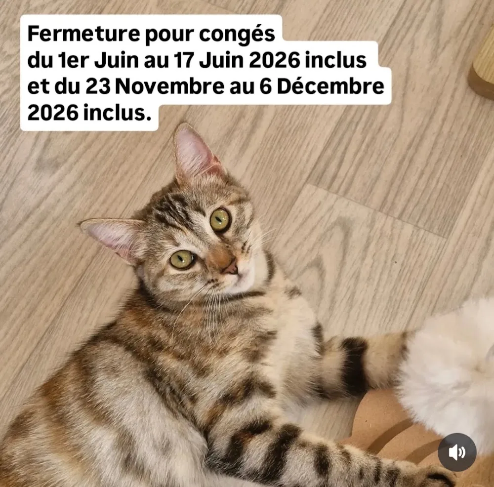 Les Charmilles, pension féline - France pet otel görseli 6