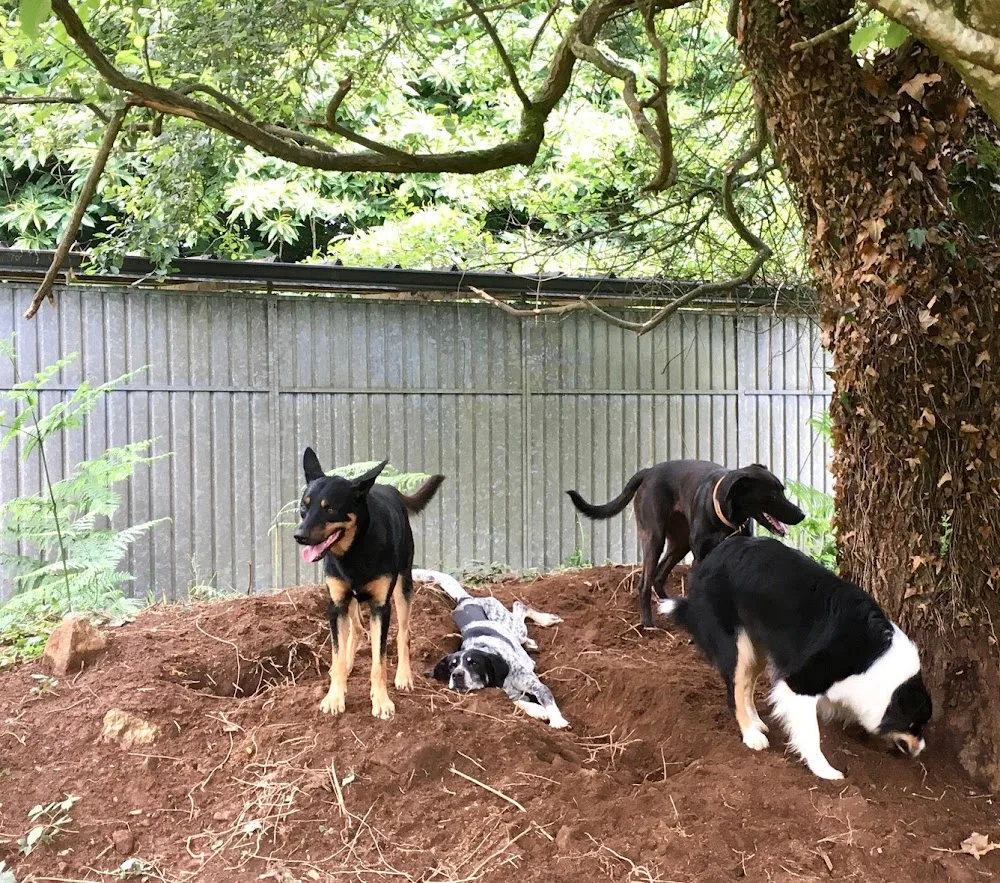 Pension Canine de Lesmel - France pet otel görseli 2