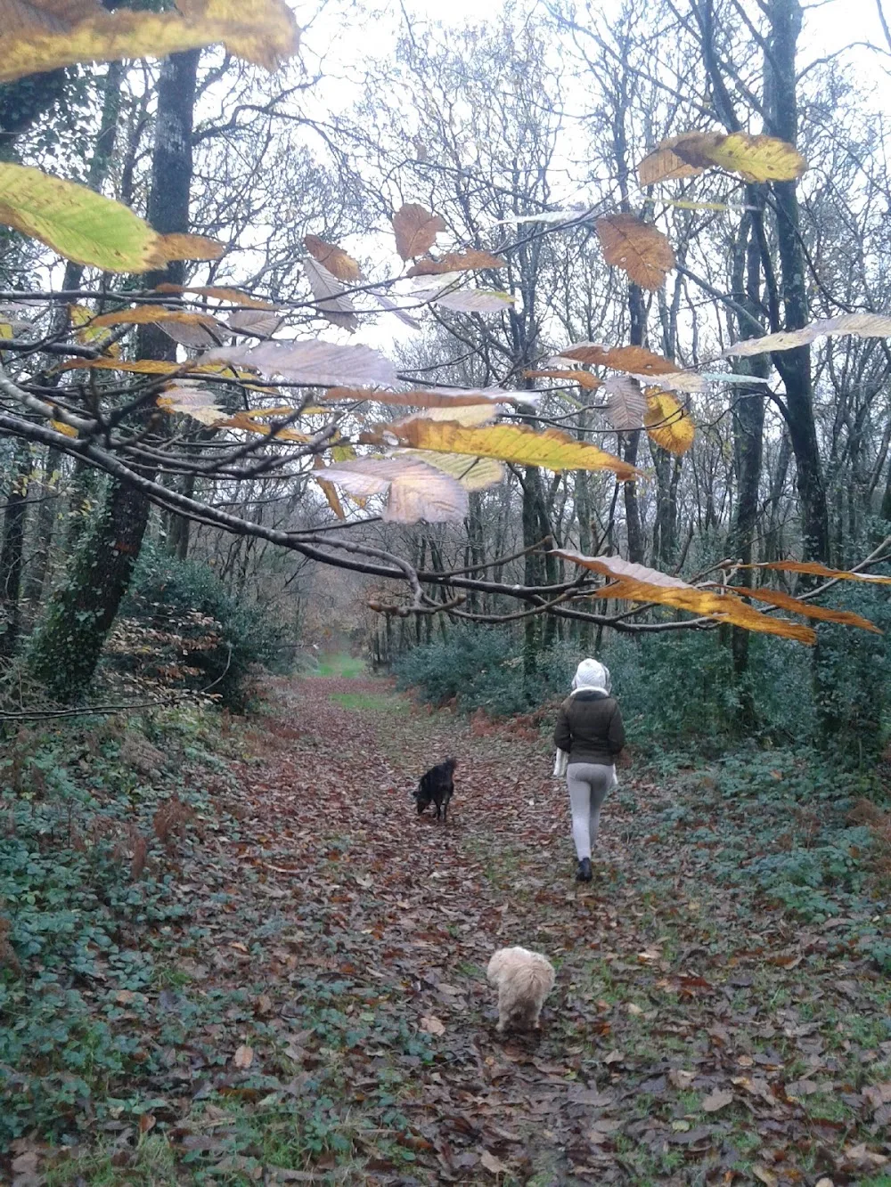 Pension Canine de Lesmel - France pet otel görseli 3