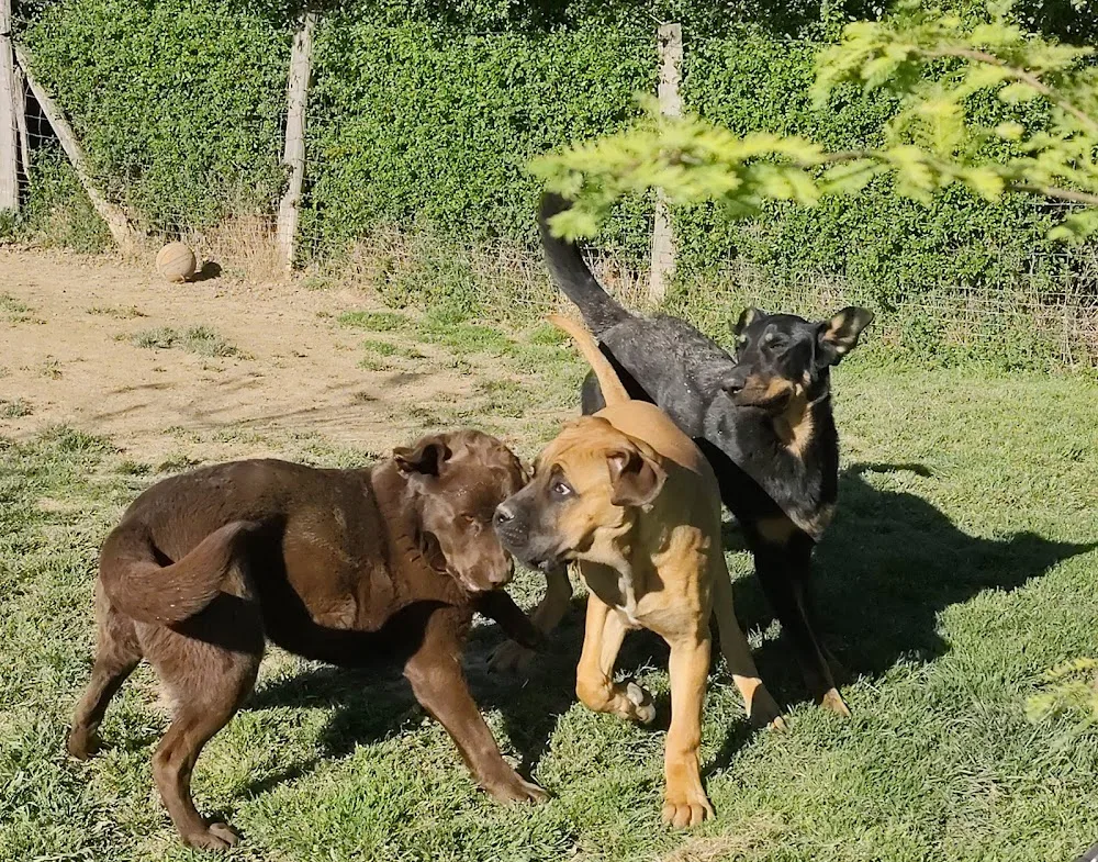 Pension canine et féline de la Promenade - France pet otel görseli 2