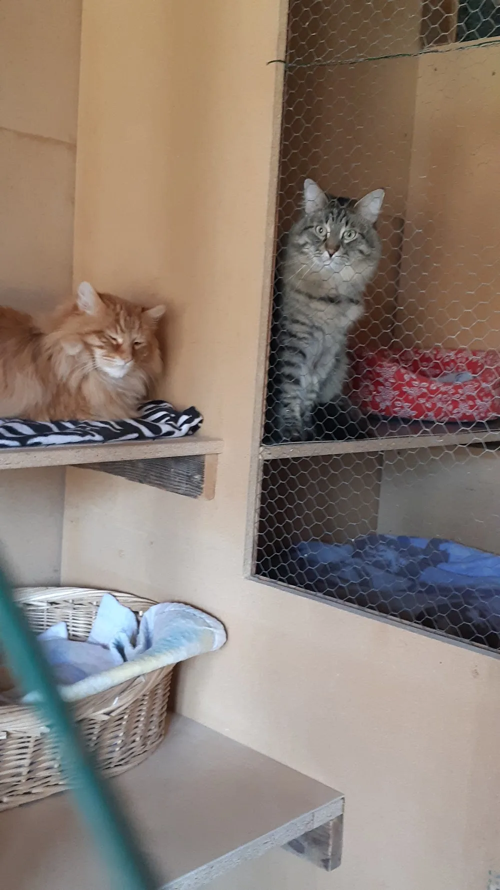 Pension canine et féline du Pré de la Côte - France pet otel görseli 7