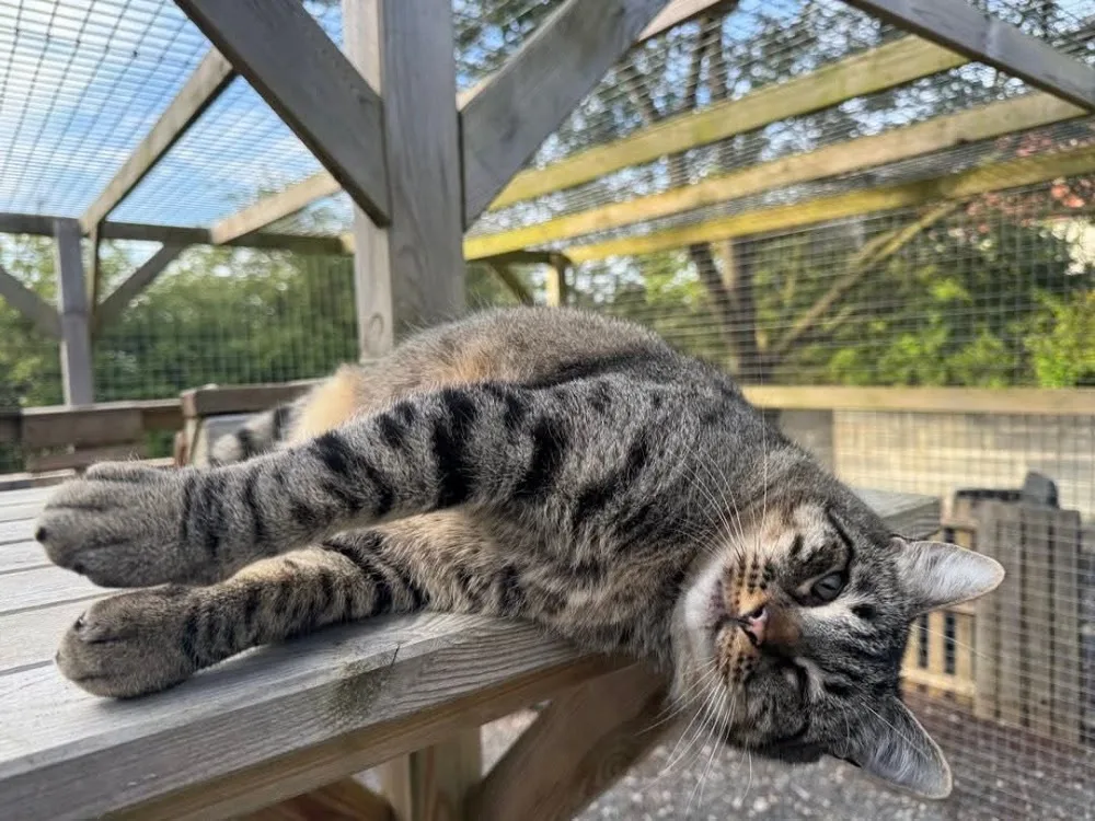 Pension féline Royal cats - France pet otel görseli 2