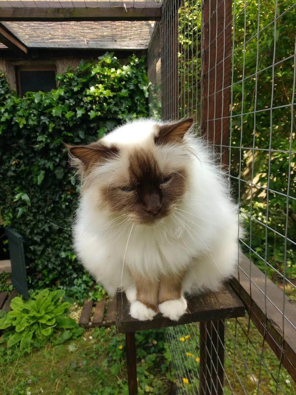 Pension pour chats/ Pension féline des brissots - France pet otel
