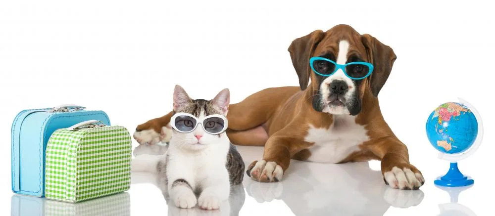 P&P Pension Chien-Chat - France pet otel görseli 6