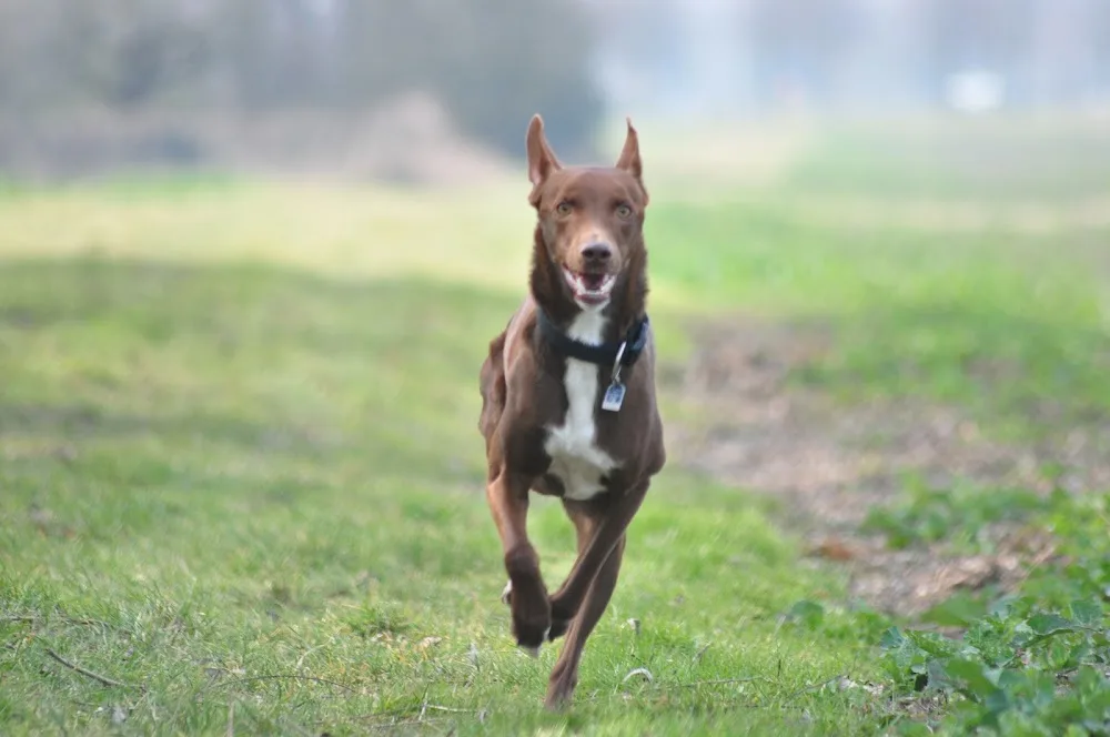 Hundebetreuung bleib-sitz-platz, Ernährungsberatung f. Hunde - Frankfurt pet otel görseli 3