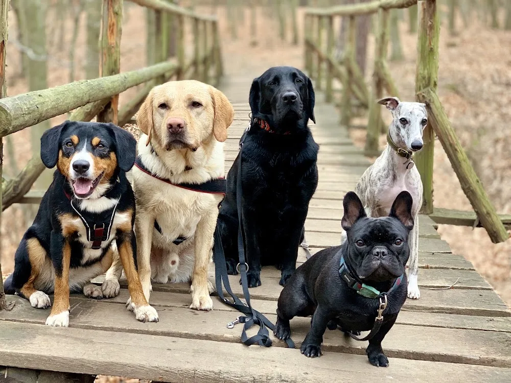 DogWorker Hundetagesstätte - Freital pet otel