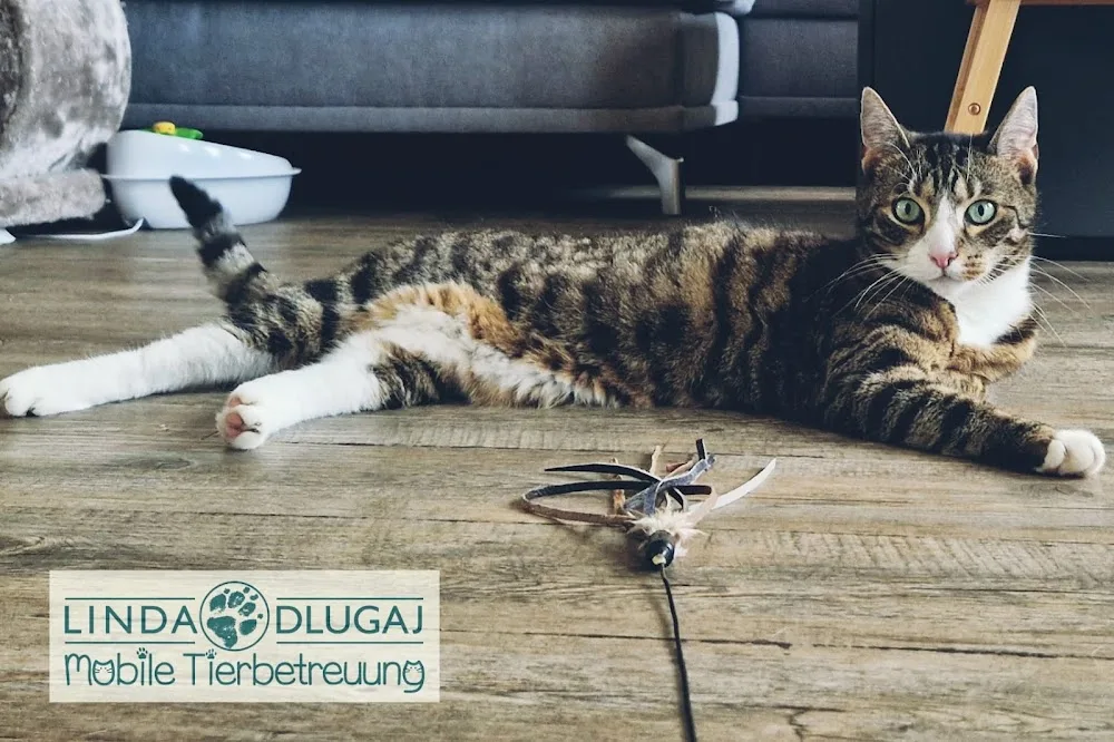 HappyPlace - Tierpension & Mobile Tierbetreuung & Hundefriseur - Freital pet otel görseli 3