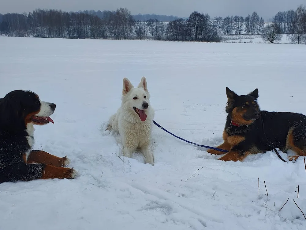Hundepension-und-Betreuung Barth in Dresden - Freital pet otel görseli 3