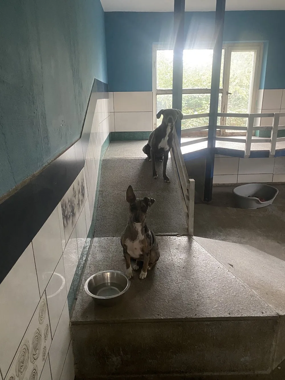 Hundetagesstätte "Moppi" - Freital pet otel