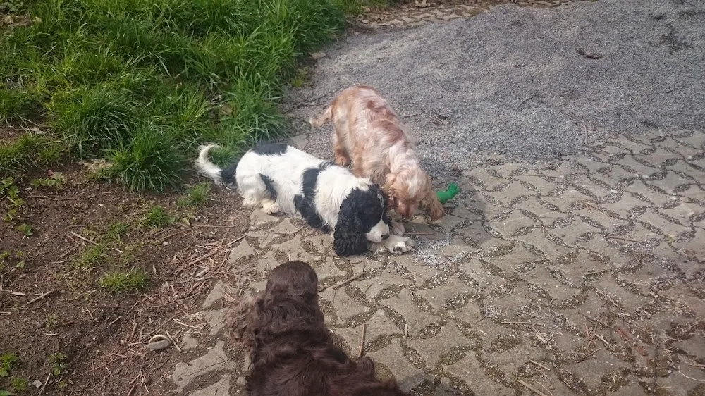 Hundetagesstätte "Moppi" - Freital pet otel görseli 3