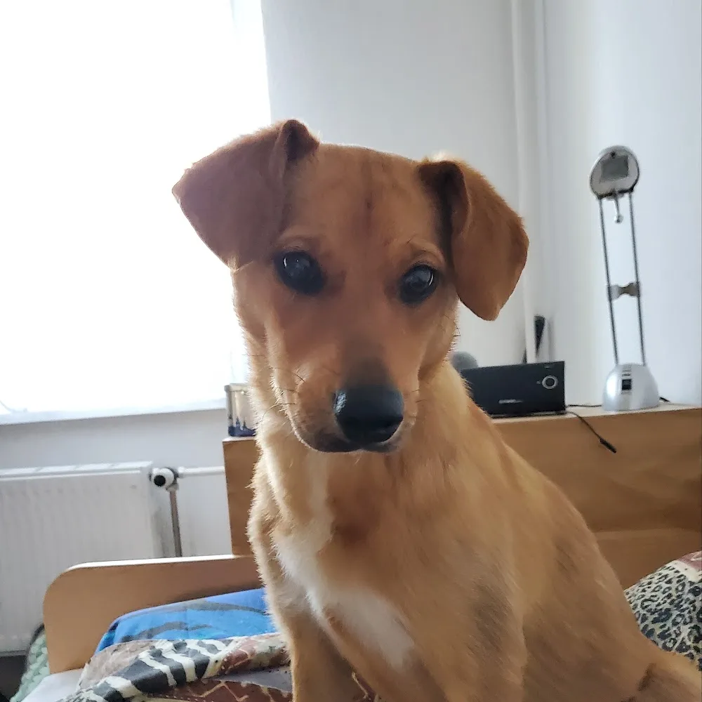 Hundetagesstätte "Moppi" - Freital pet otel görseli 5