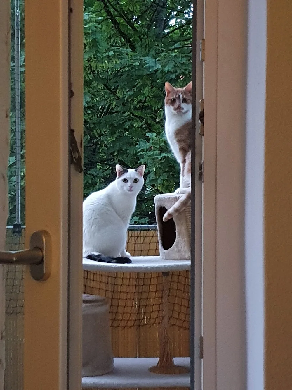 Nanny Nancy - mobile Tierbetreuung - Freital pet otel görseli 3