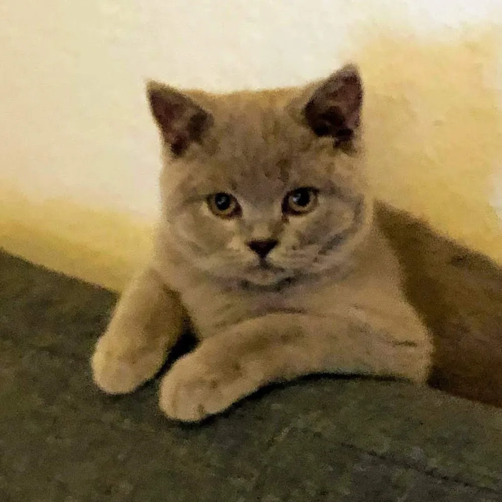 Tierpension Aschmann - Freital pet otel görseli 5