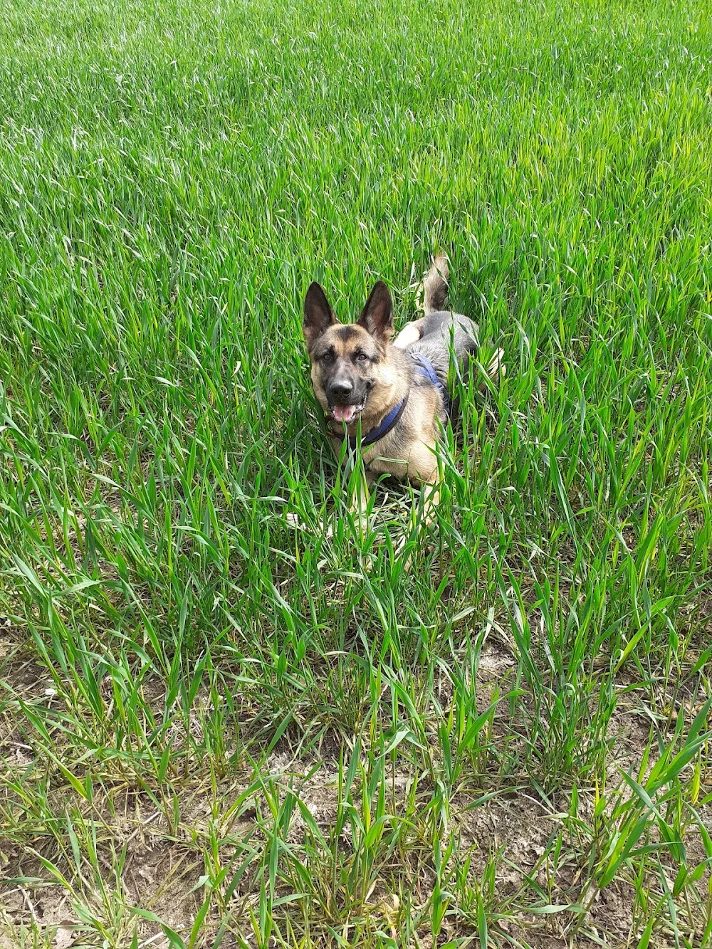 Tierpension Ute Zeißer - Freital pet otel