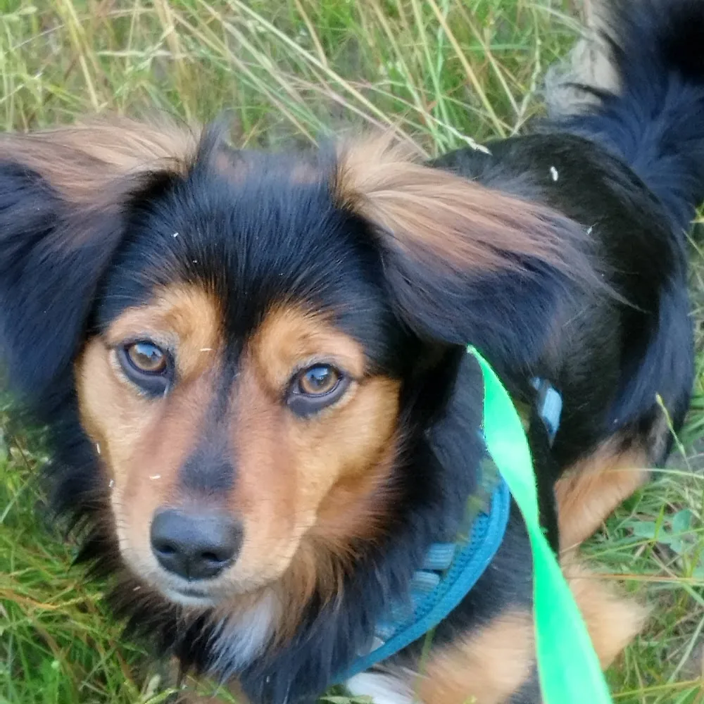 Tierpension Ute Zeißer - Freital pet otel görseli 4