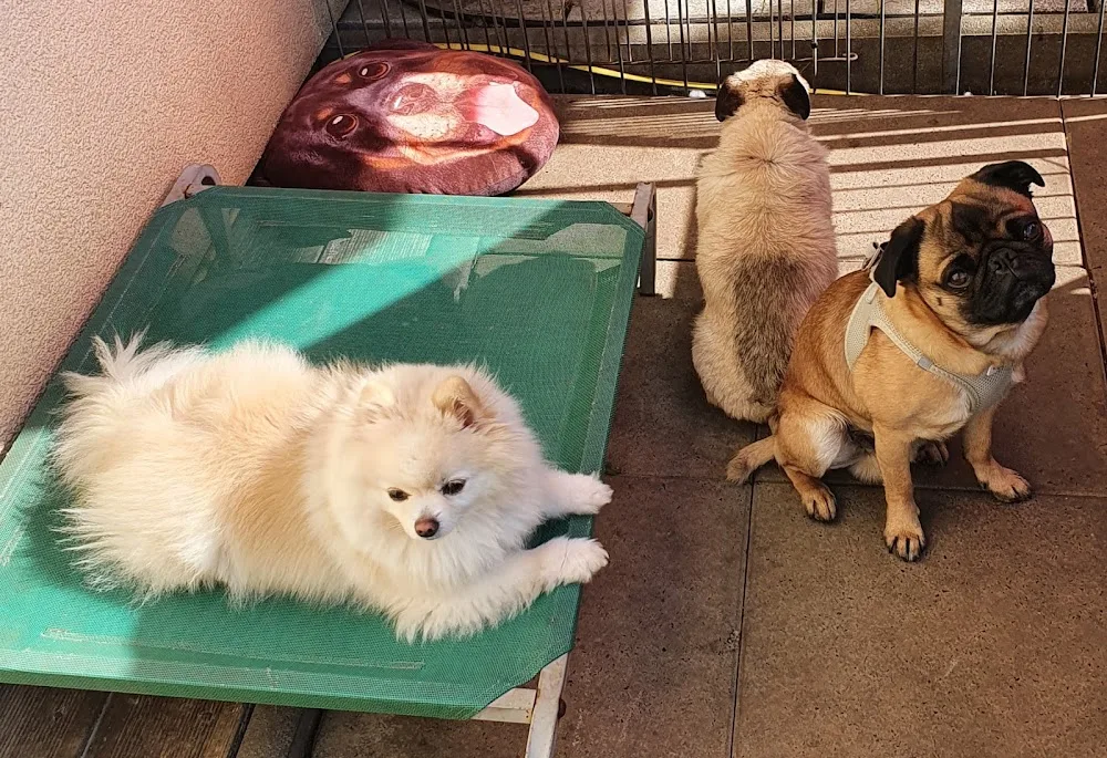 Ullis Hundestube - Freital pet otel görseli 3