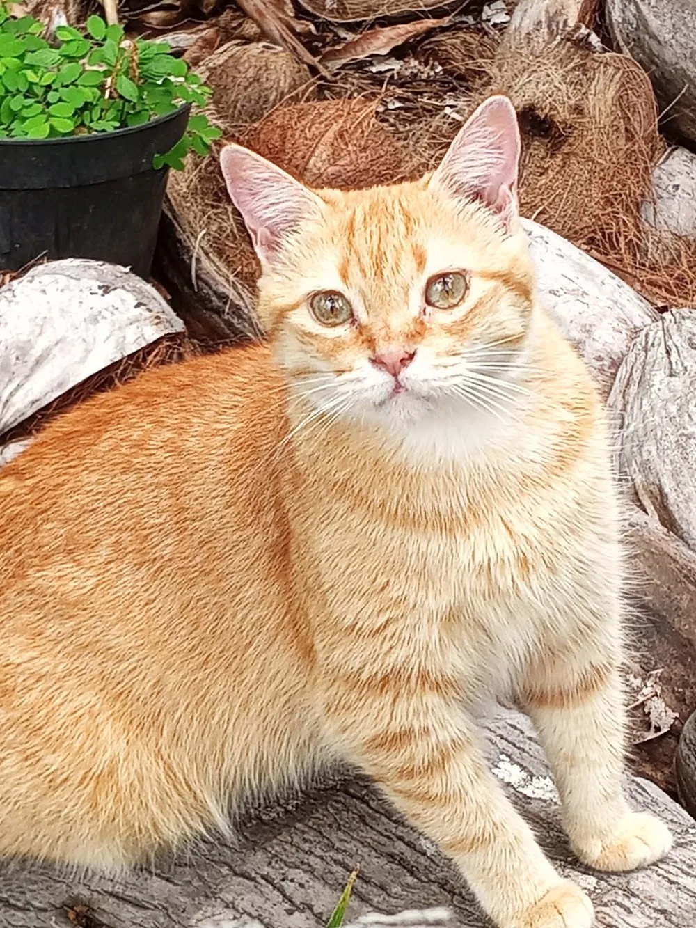 Gardiennage animaux et maison Manuia - French Polynesia pet otel