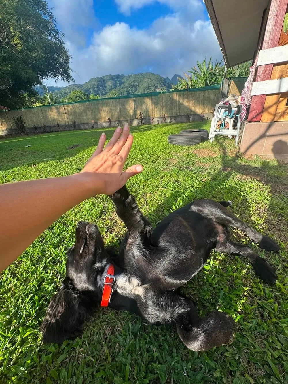 La Maison des Chiens Heureux - Pension Tahiti - French Polynesia pet otel