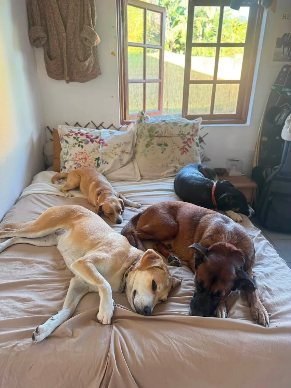 La Maison des Chiens Heureux - Pension Tahiti - French Polynesia pet otel görseli 3