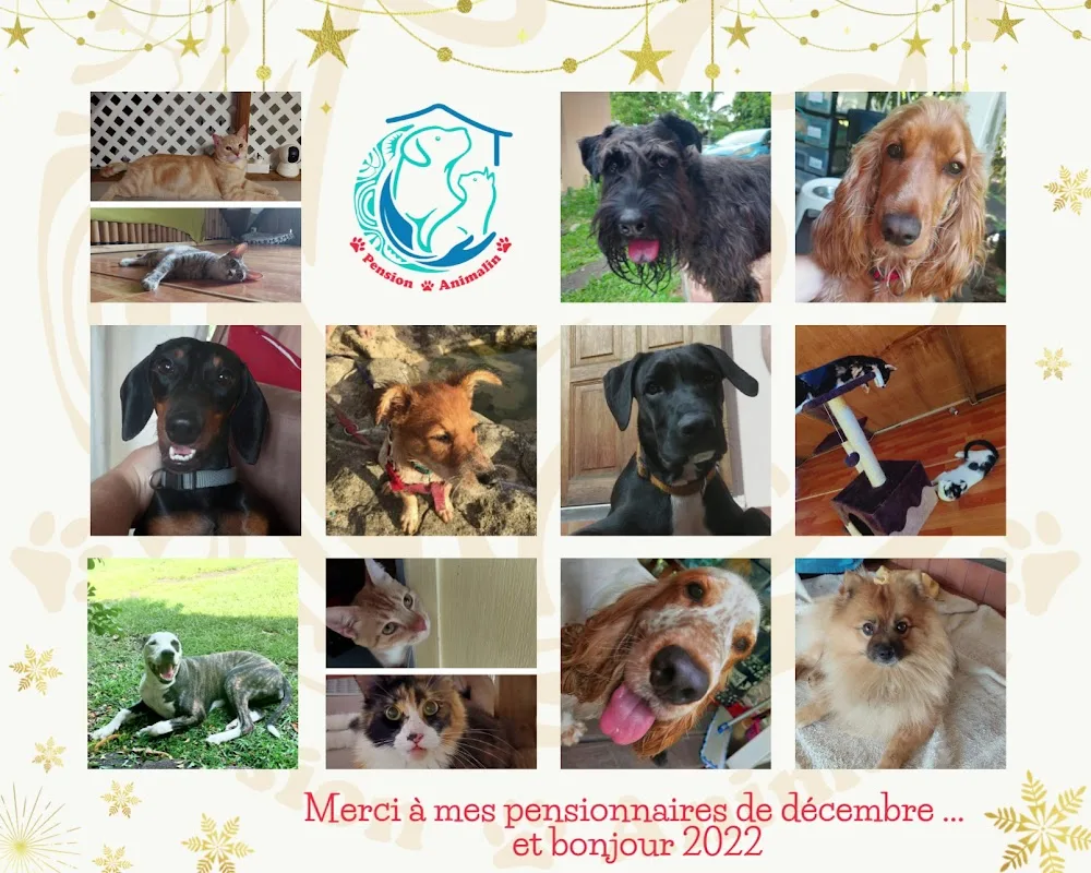 Pension Animalin (gardiennage chiens et chats) - French Polynesia pet otel