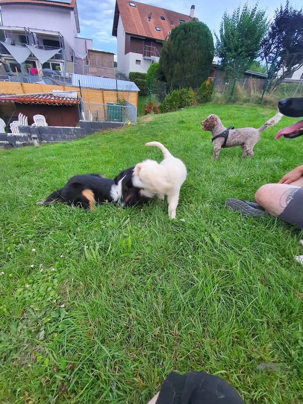 Au gîte de Zaza'Patounes - Fribourg pet otel görseli 3
