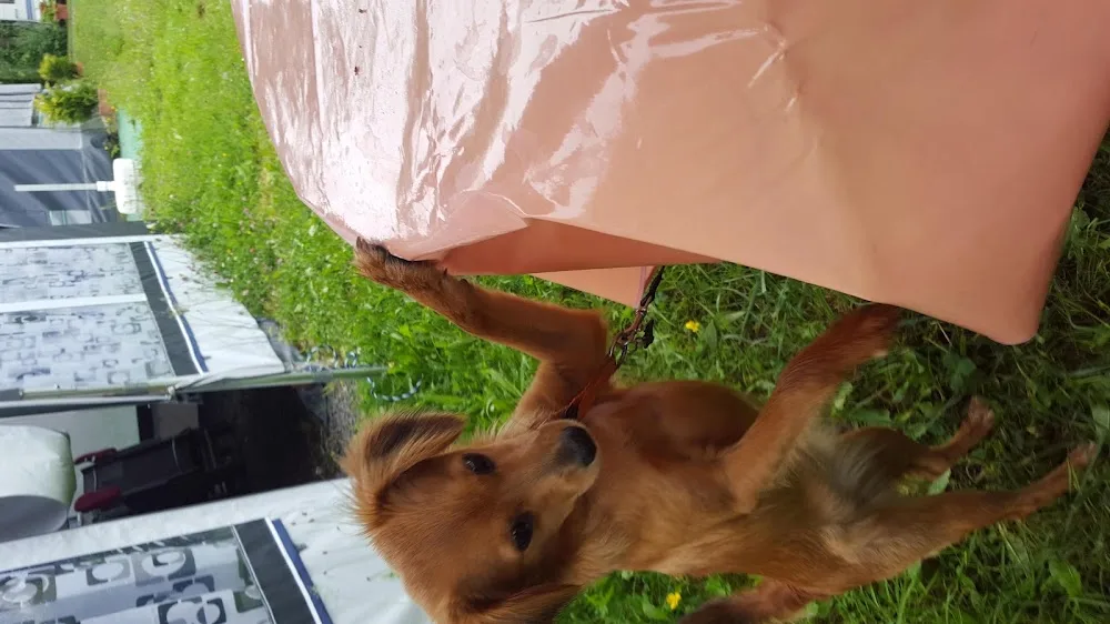 Hunde Pension Mr. Braun - Friedberg pet otel