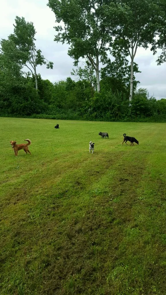 Hunde Pension Mr. Braun - Friedberg pet otel görseli 3
