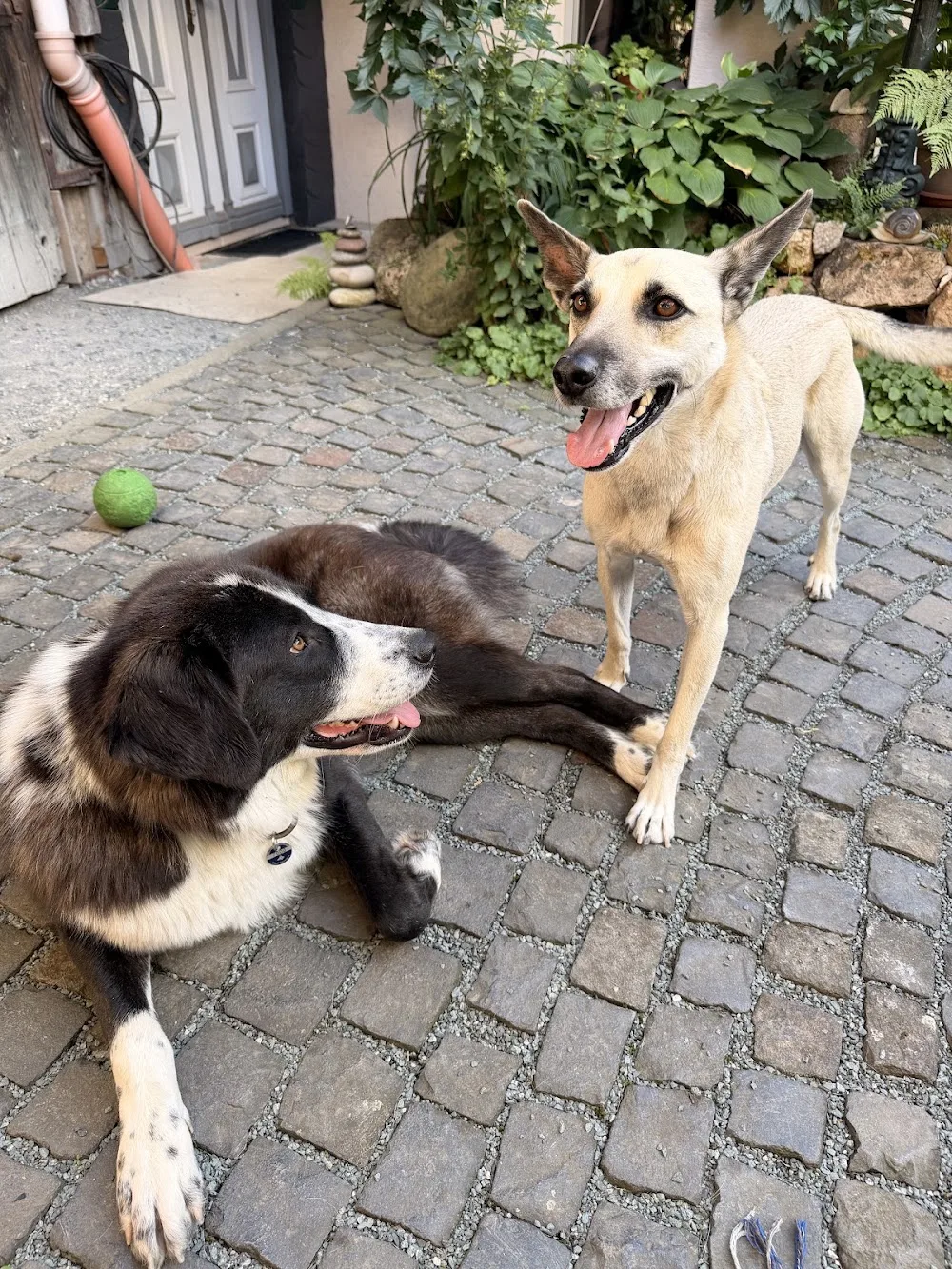 Hundepension Schlappmühle - Friedberg pet otel