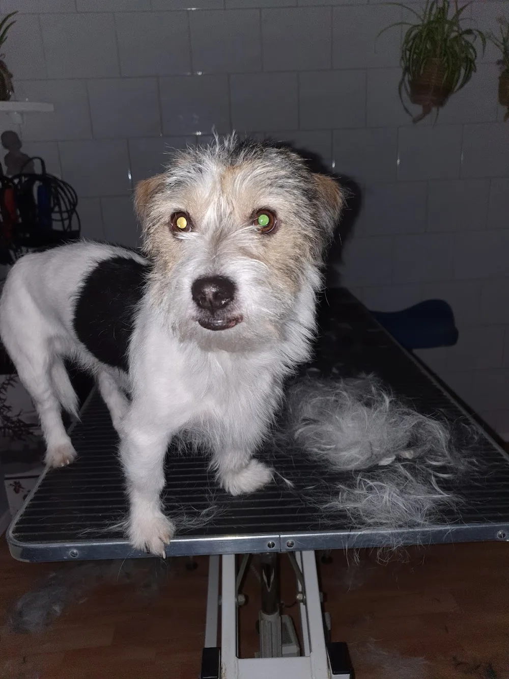 Dierenhotel Creche Trimsalon Nyland - Friesland pet otel