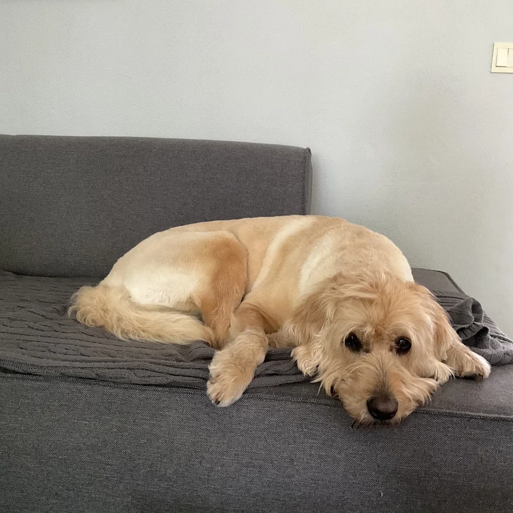 Dierenpension vasco - Friesland pet otel