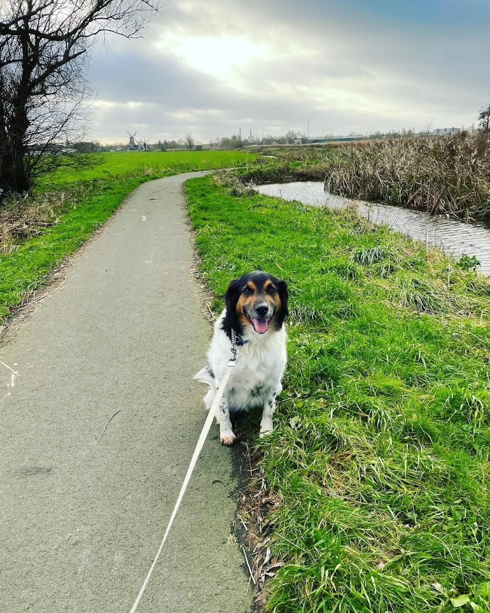 Dierenpension vasco - Friesland pet otel görseli 3