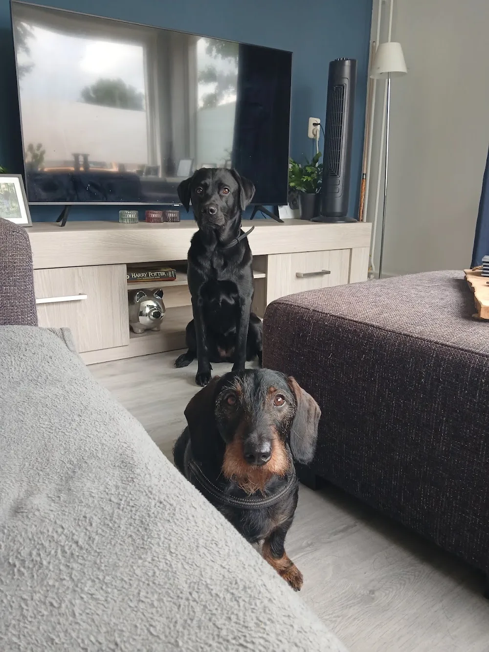 Eva’s Hondenopvang - Friesland pet otel